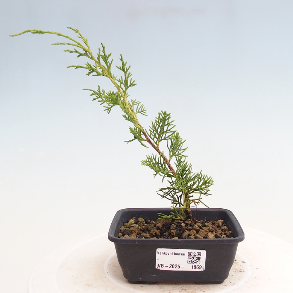 Venkovní bonsai - Juniperus chinensis Itoigawa -Jalovec čínský