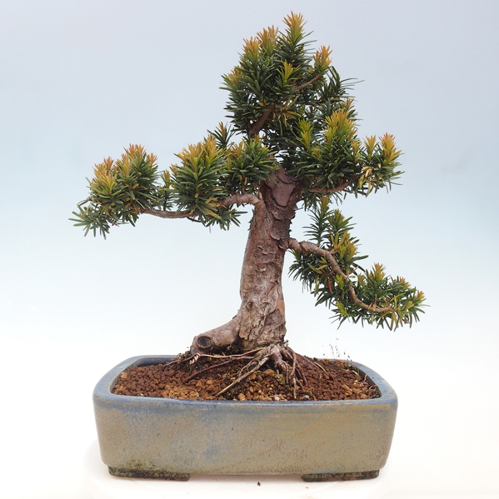 Venkovní bonsai - Taxus cuspidata  - Tis japonský