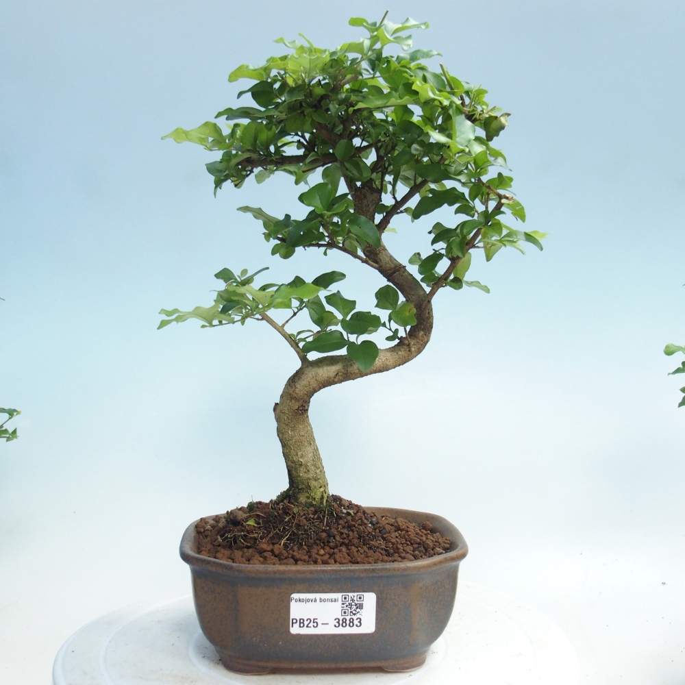 Pokojová bonsai -Ligustrum chinensis - Ptačí zob