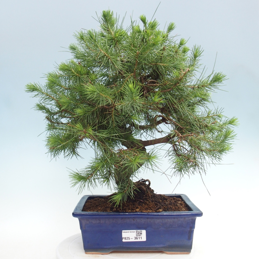 Pokojová bonsai-Pinus halepensis-Borovice alepská
