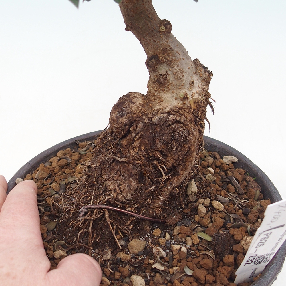 Pokojová bonsai - Olea europaea sylvestris -Oliva evropská drobnolistá