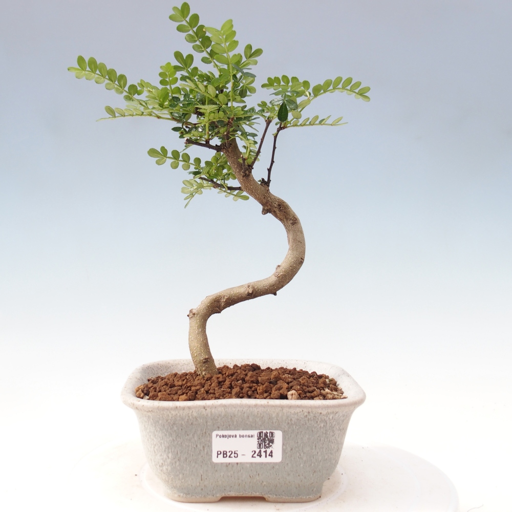 Pokojová bonsai - Zantoxylum piperitum - pepřovník