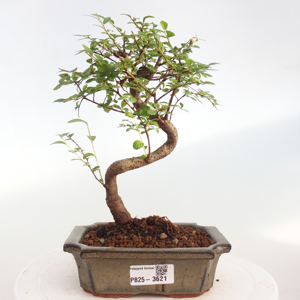 Pokojová bonsai - Ulmus parvifolia - Malolistý jilm