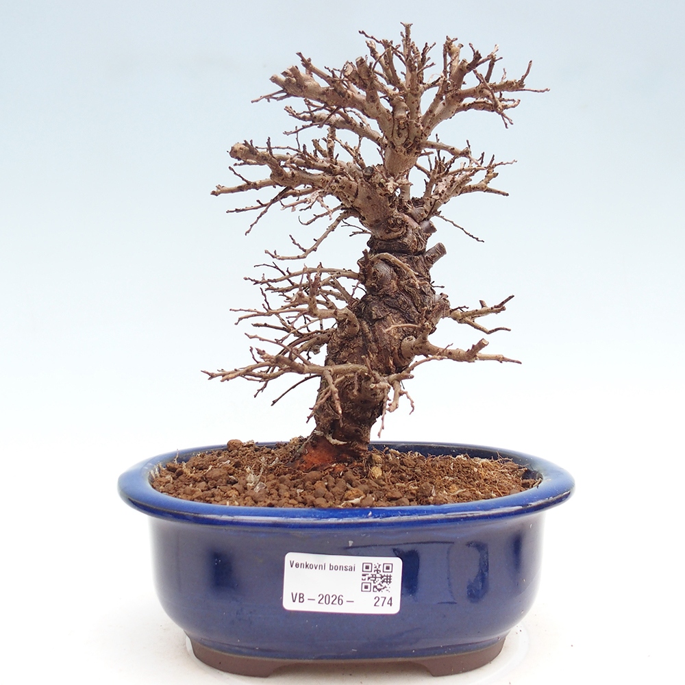 Venkovní bonsai - Zelkova - Zelkova NIRE