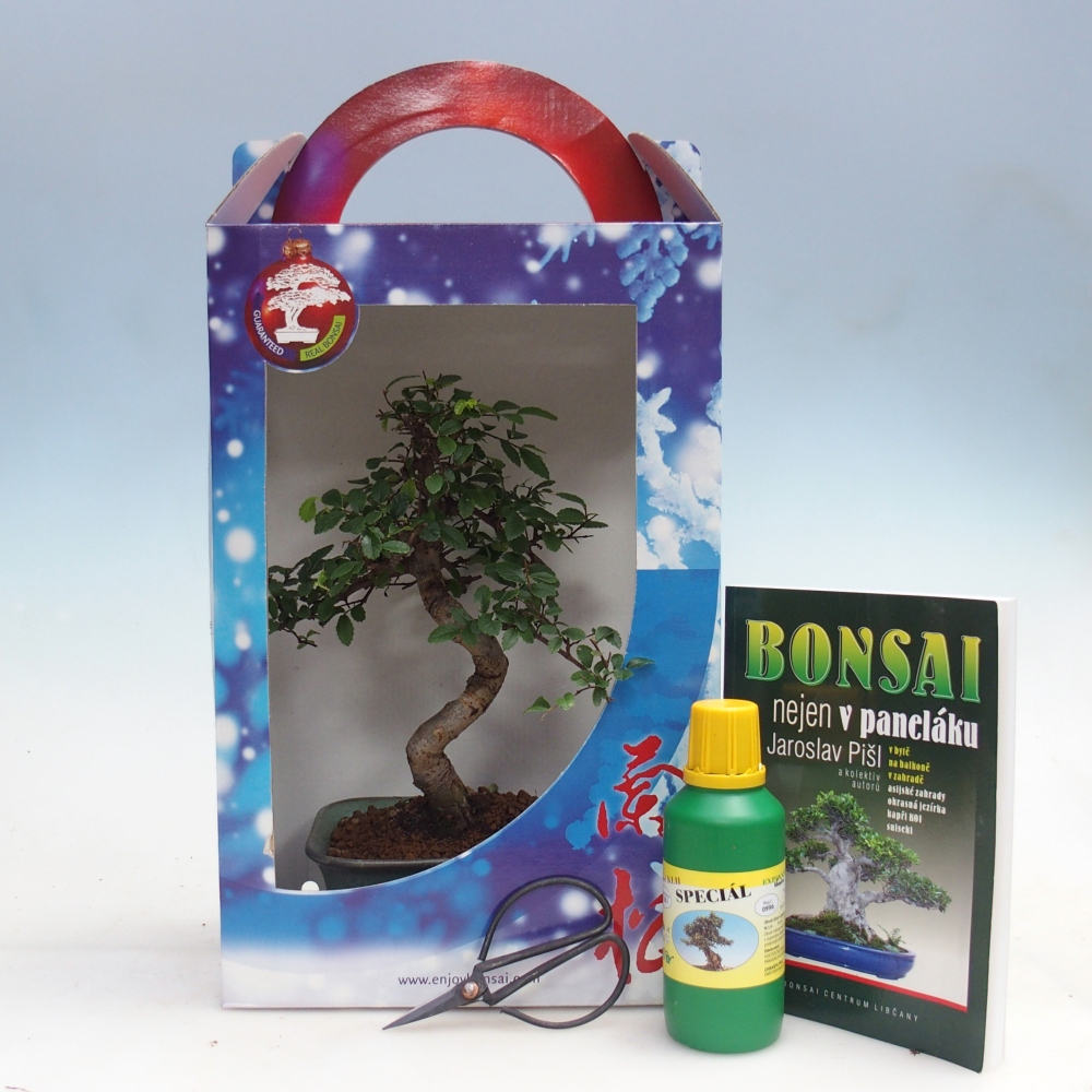 Pokojová bonsai v dárkové krabičce Ulmus parvifolia - Jilm čínský