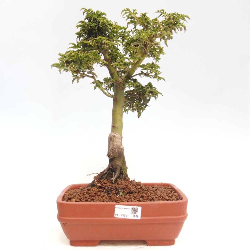 Venkovní bonsai -Javor dlanitolistý Acer palmatum Shishigashira