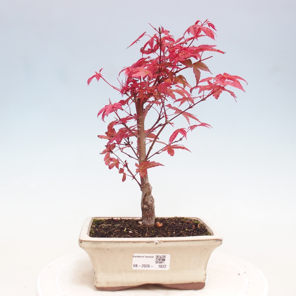 Venkovní bonsai - Javor dlanitolistý - Acer palmatum DESHOJO
