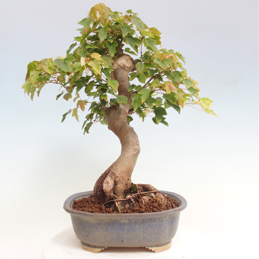 Venkovní bonsai - Acer Buergerianum - Javor Burgerův