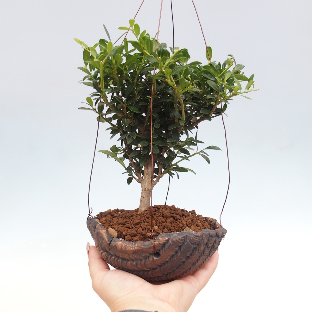 Kokedama v keramice - Ilex crenata - Cesmína