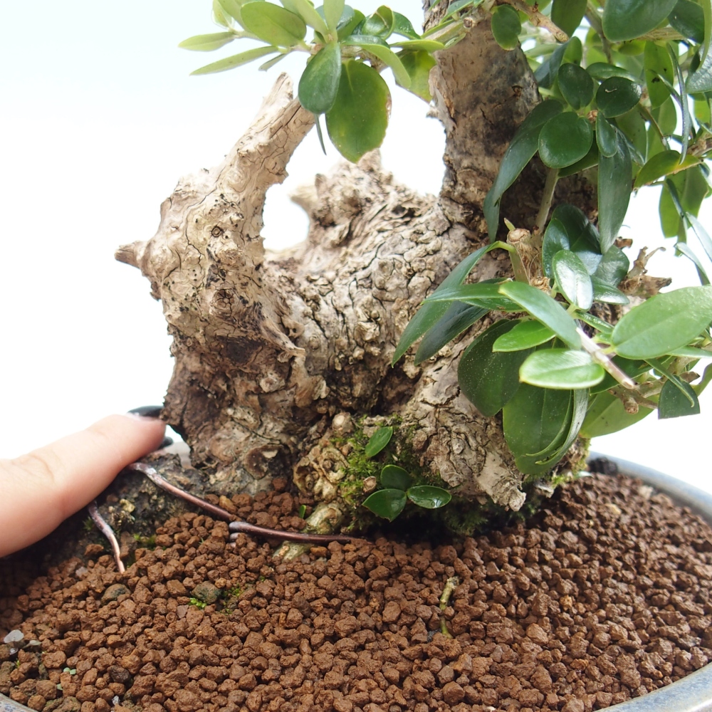Pokojová bonsai - Olea europaea sylvestris -Oliva evropská drobnolistá