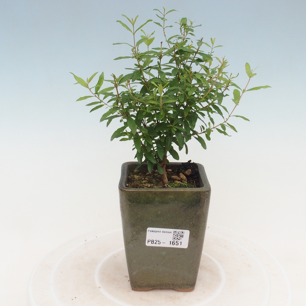 Pokojová bonsai-PUNICA granatum -Granátové jablko