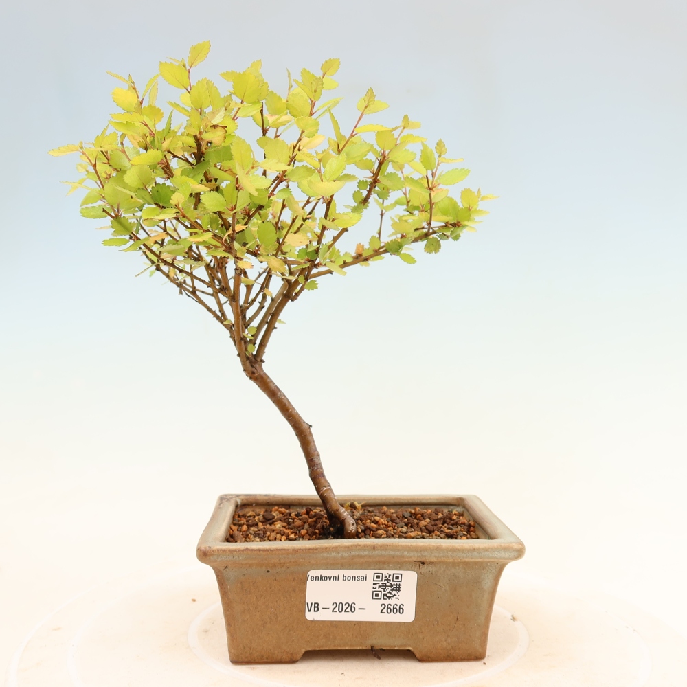 Venkovní bonsai - bříza trpasličí - Betula NANA Golden Treasure