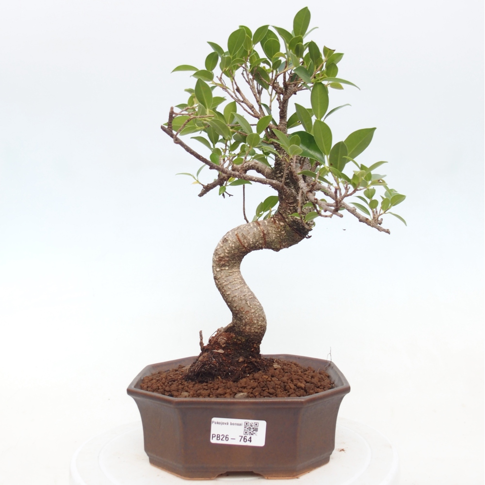 Pokojová bonsai - Ficus retusa -  malolistý fíkus