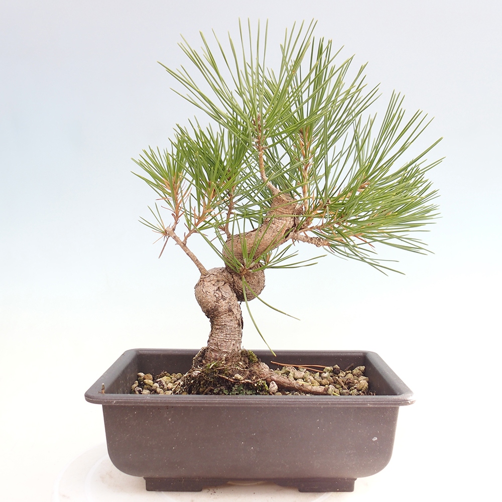 Venkovní bonsai - Pinus thunbergii - Borovice thunbergova