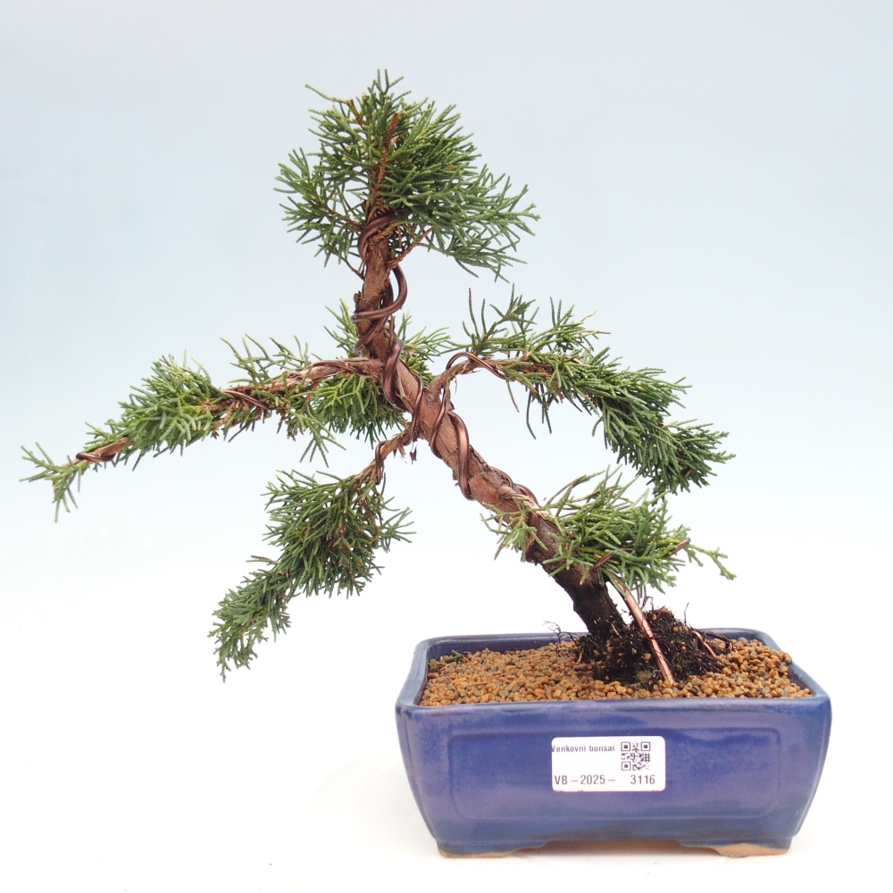 Venkovní bonsai - Juniperus chinensis Kishu -Jalovec čínský
