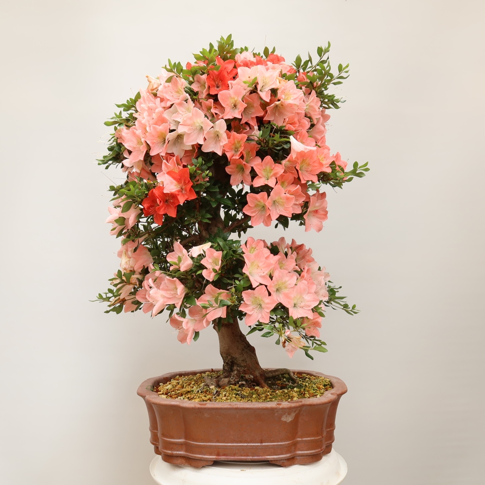 Venkovní bonsai - Japonská azalka - Azalea Sansai
