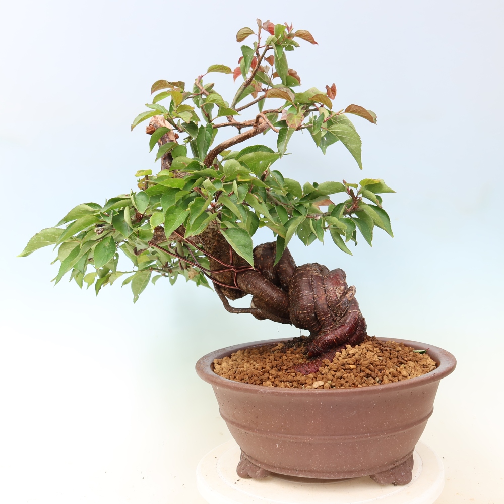 Venkovní bonsai -Japonská meruňka - Prunus Mume