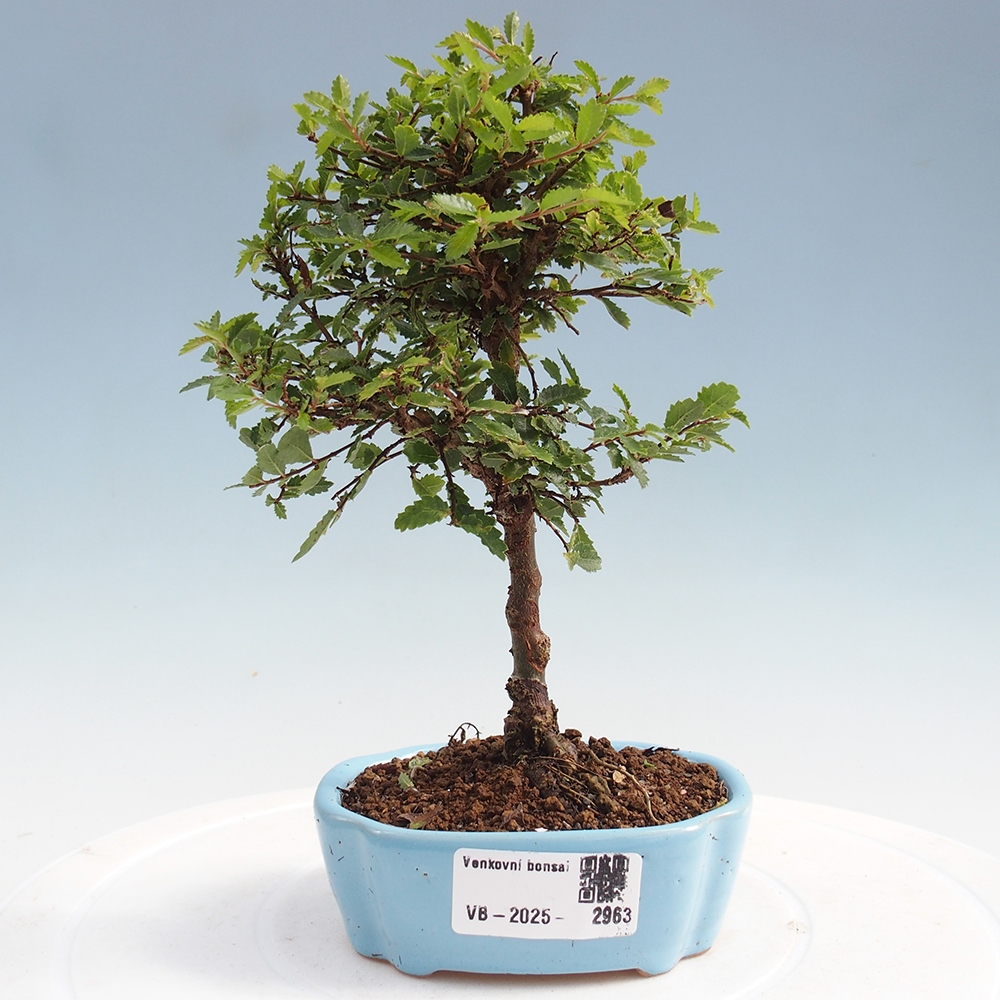 Venkovní bonsai - Ulmus parvifolia Sagei - Malolistý jilm