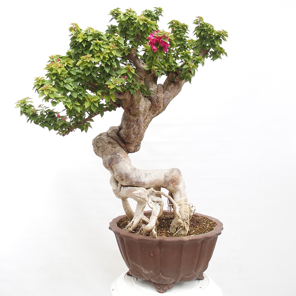 Pokojová bonsai - Bouganwilea