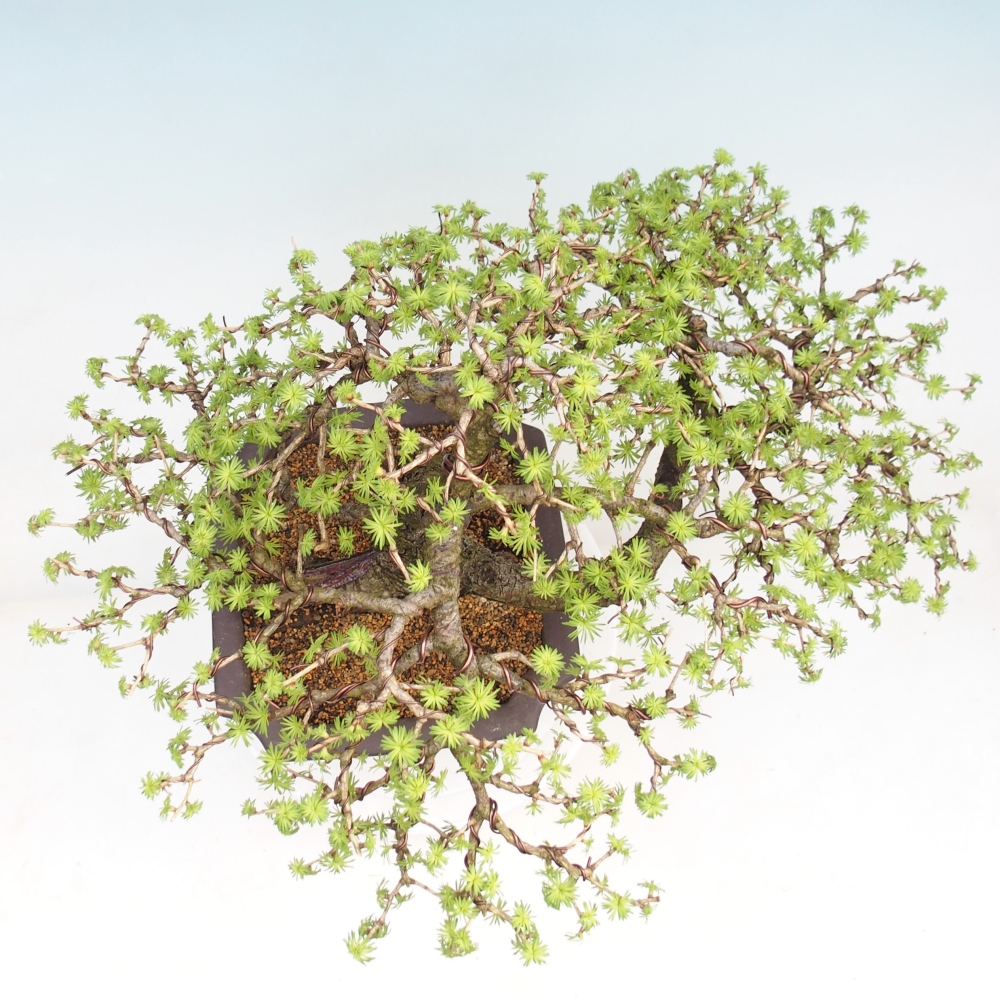 Venkovní bonsai -Larix decidua - Modřín opadavý 