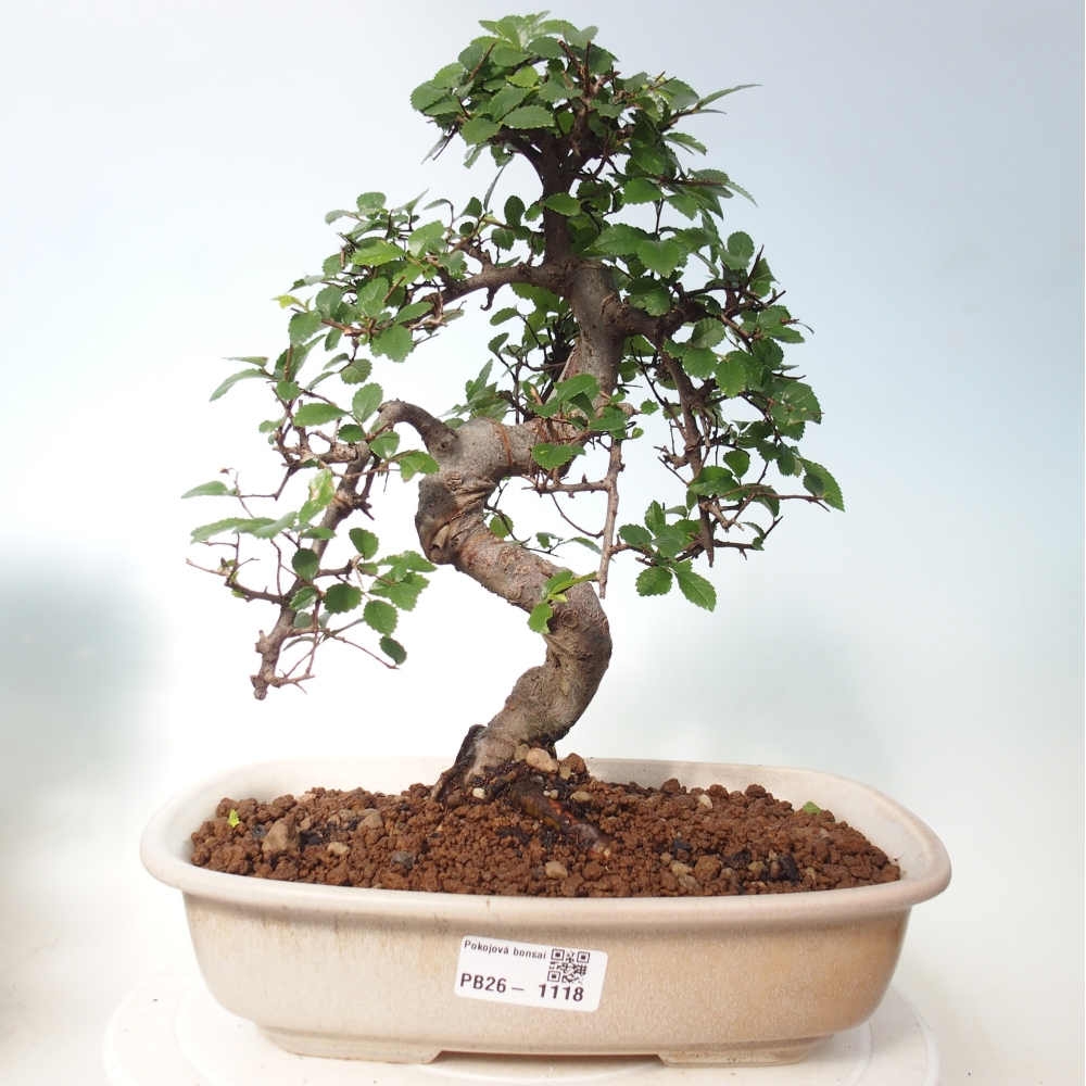 Pokojová bonsai - Ulmus parvifolia - Malolistý jilm