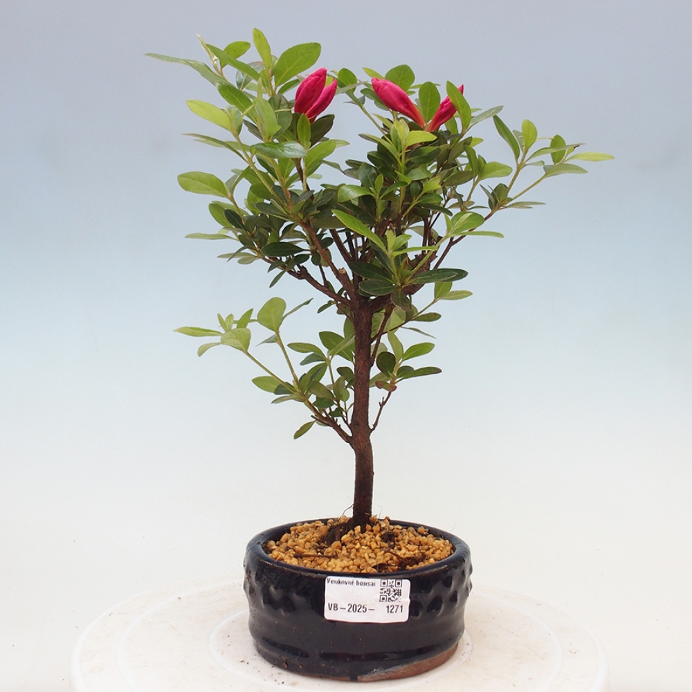 Venkovní bonsai - Japonská azalka - Azalea sp.