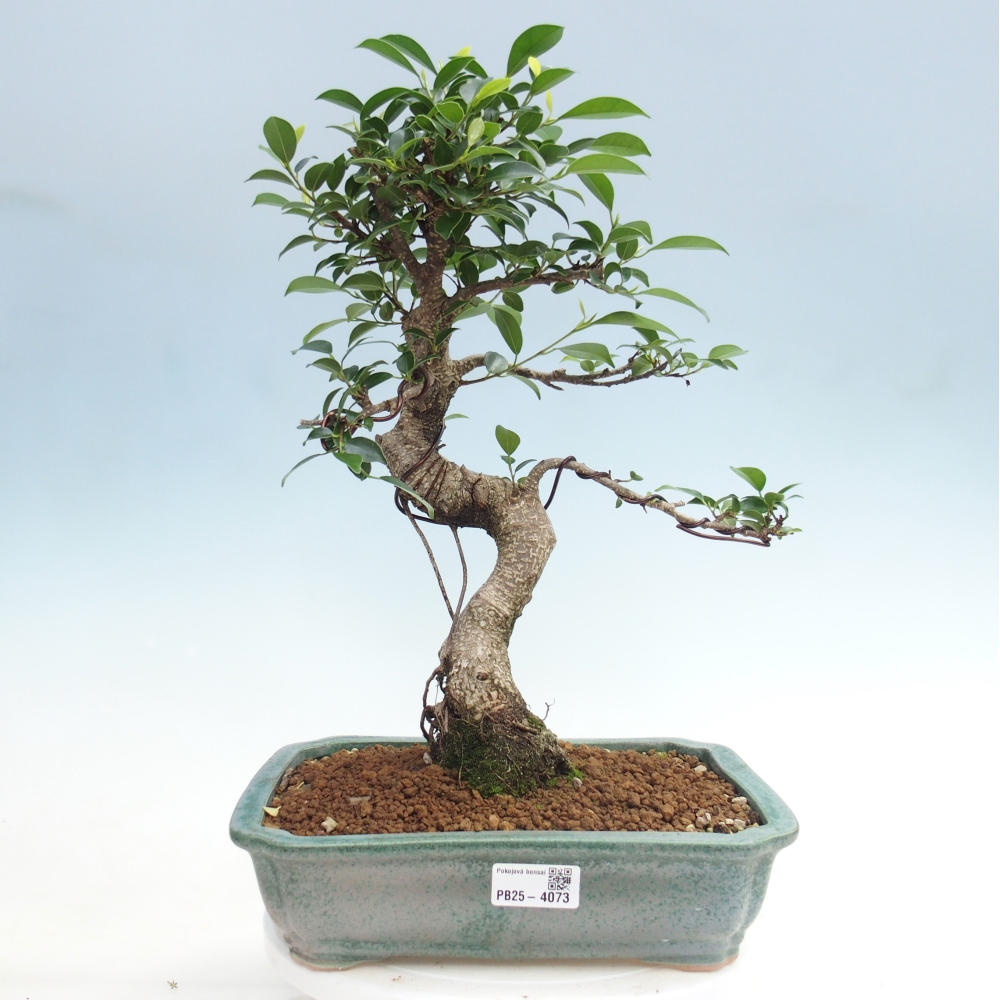 Pokojová bonsai - Ficus kimmen -  malolistý fíkus
