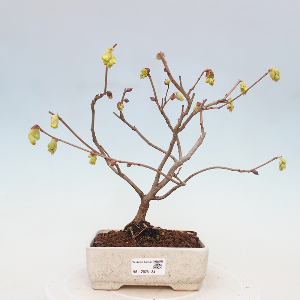 Venkovní bonsai - Lískoveček - Corylopsis Spicata