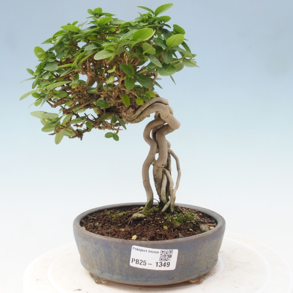 Pokojová bonsai - Premna serratifolia  - Kozlovoň malolistá