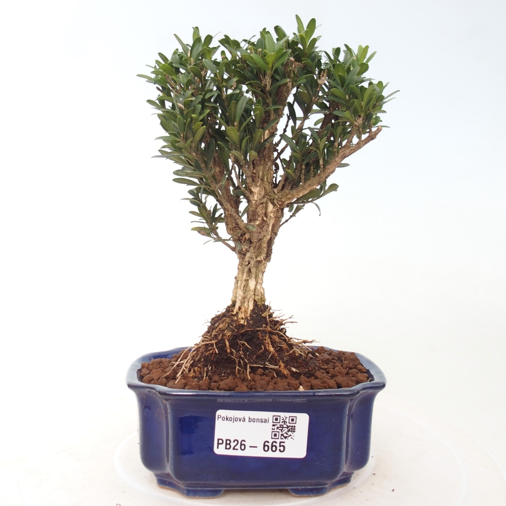 Pokojová bonsai - Buxus harlandii -korkový buxus