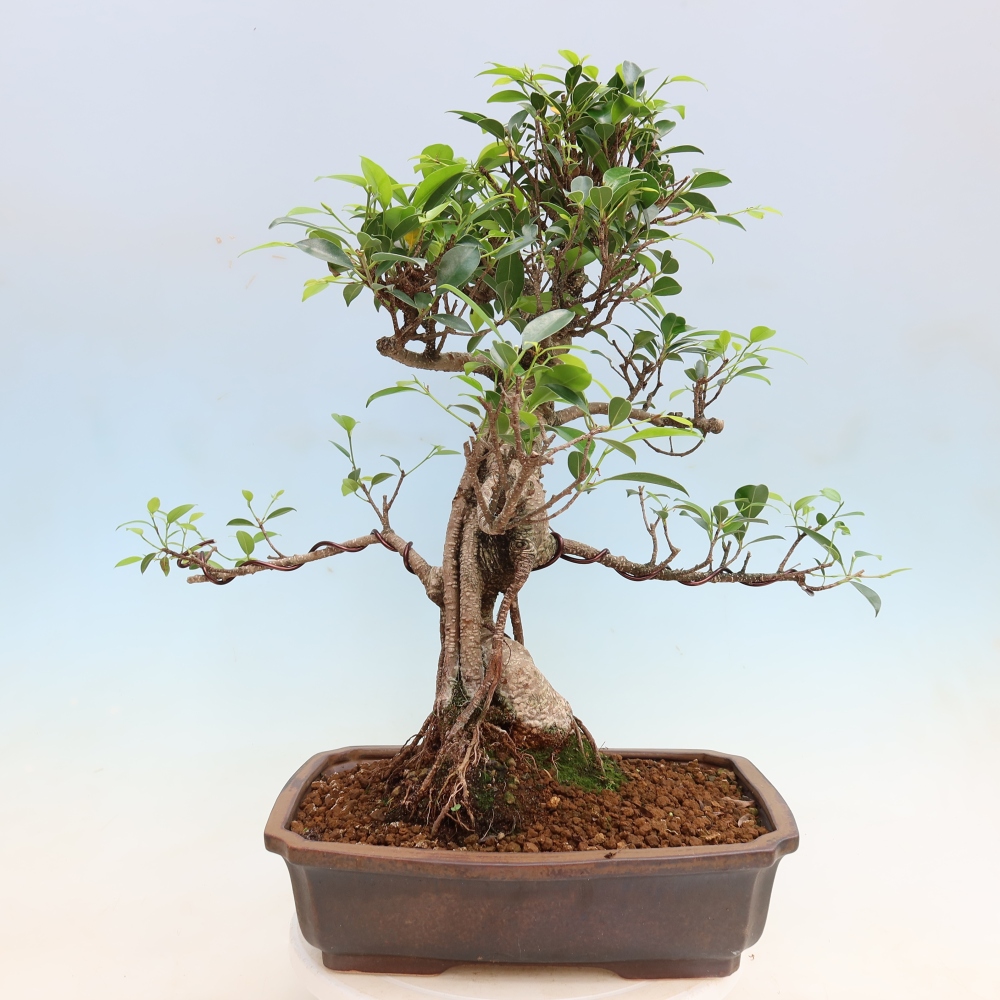 Pokojová bonsai - Ficus kimmen -  malolistý fíkus