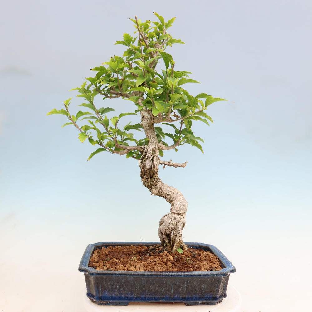 Venkovní bonsai - Hibiscus syriacus - Ibišek syrský