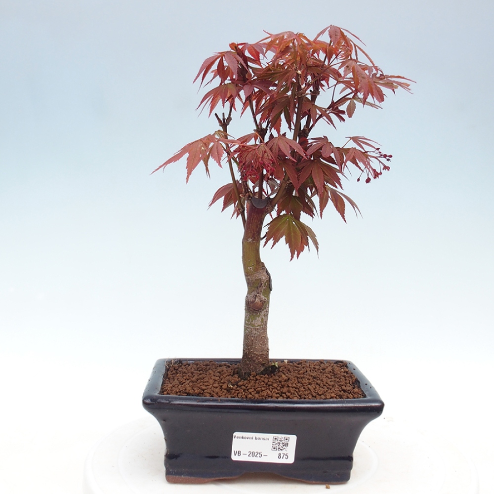 Venkovní bonsai - Acer palm. Atropurpureum-Javor dlanitolistý
