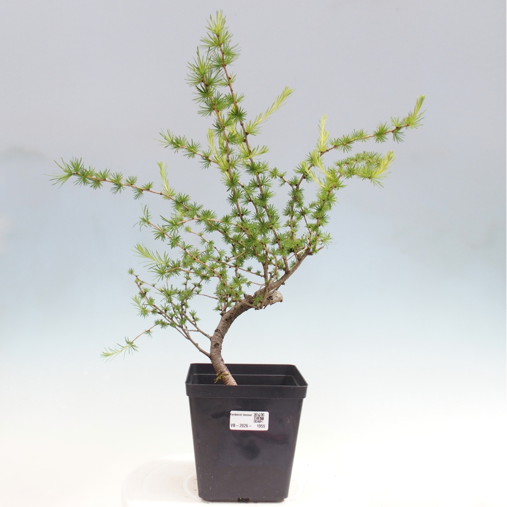 Venkovní bonsai -Larix decidua - Modřín opadavý 