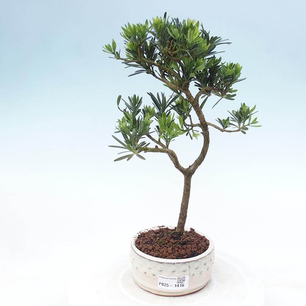 Pokojová bonsai - Podocarpus - Kamenný tis