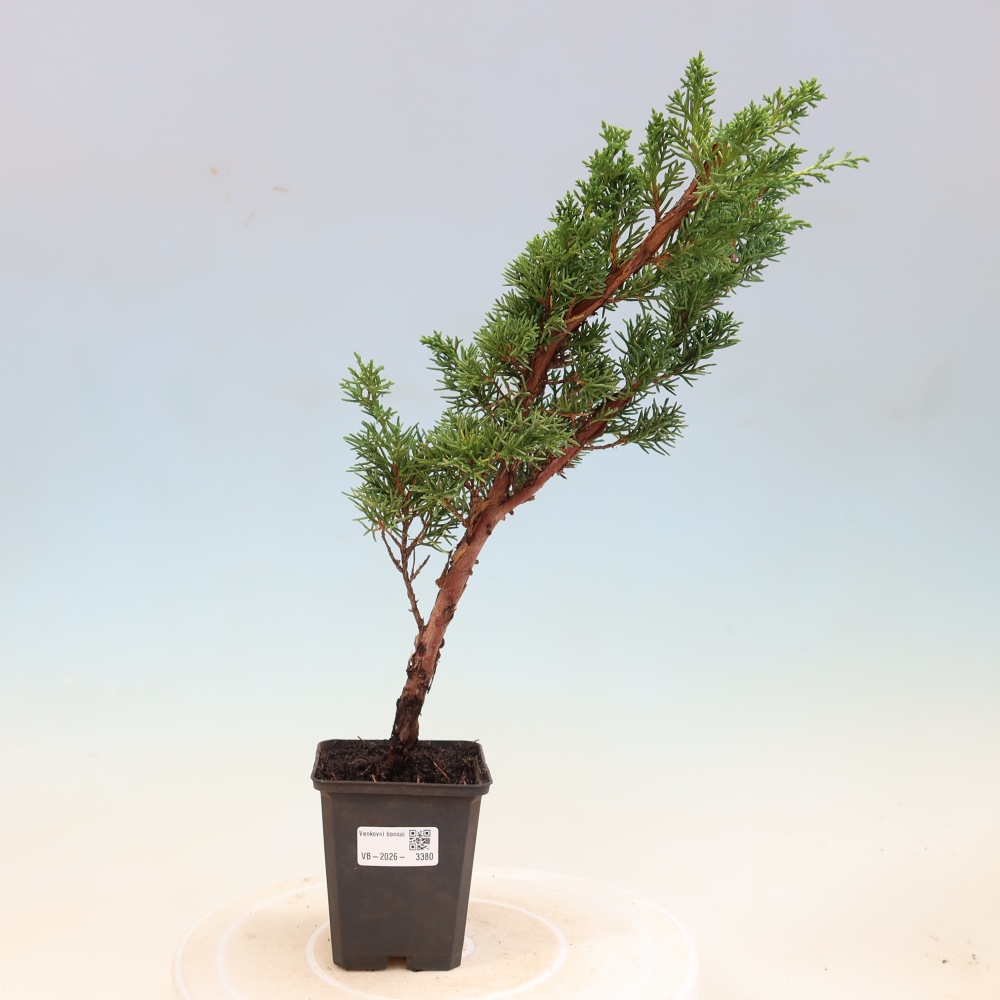 Venkovní bonsai - Juniperus chinensis Kishu -Jalovec čínský
