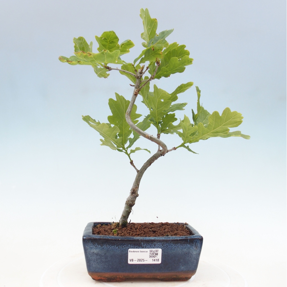 Venkovní bonsai - Quercus robur - Dub letní