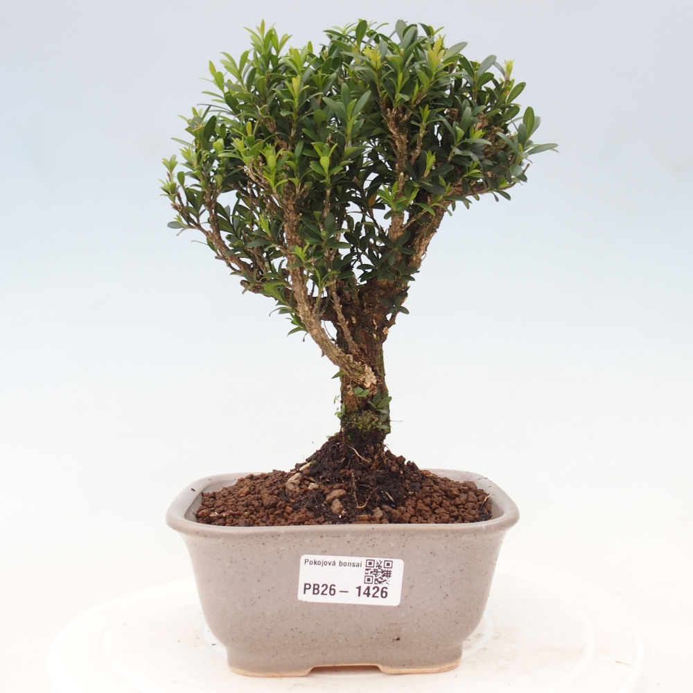 Pokojová bonsai - Buxus harlandii -korkový buxus