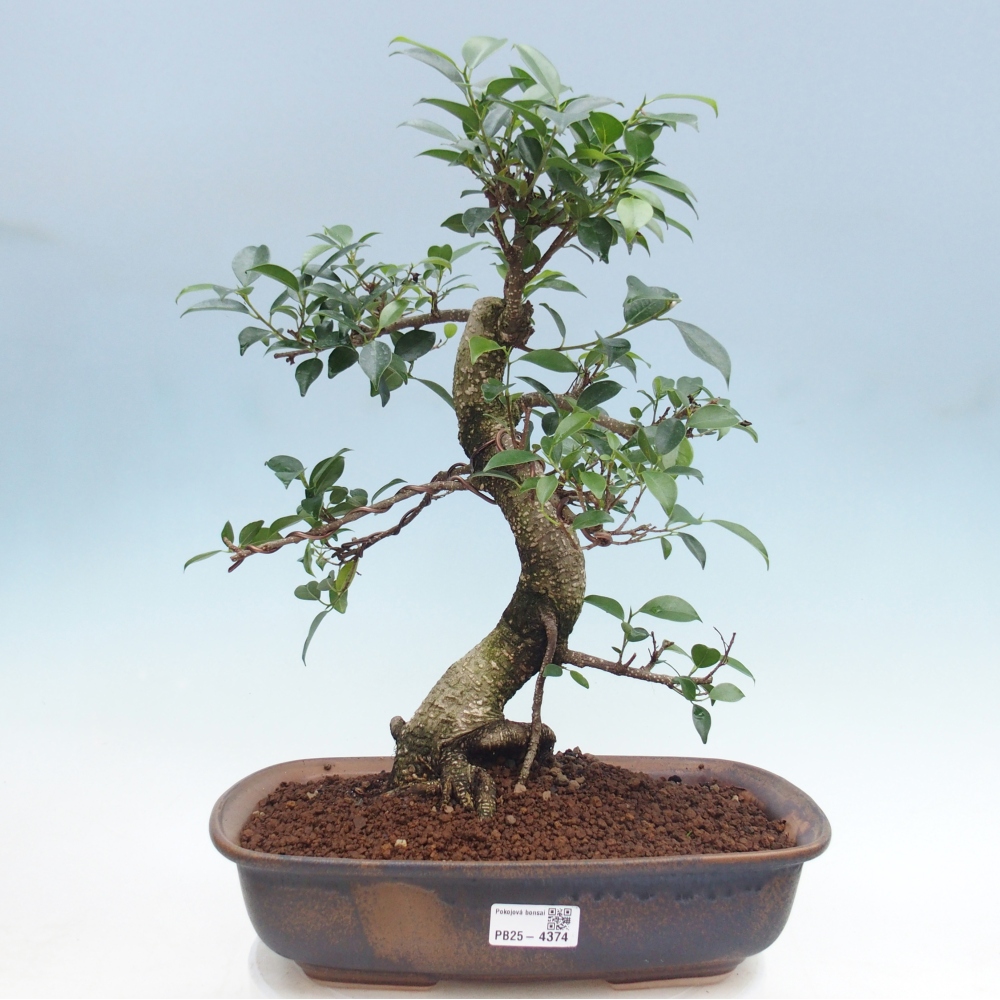 Pokojová bonsai - Ficus retusa -  malolistý fíkus