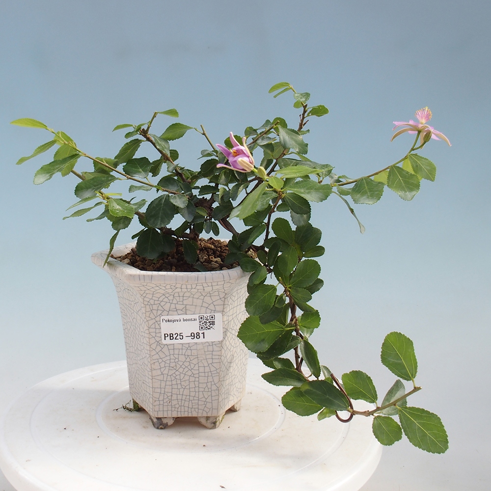 Pokojová bonsai - Grewia occidentalis - Hvězdice levandulová