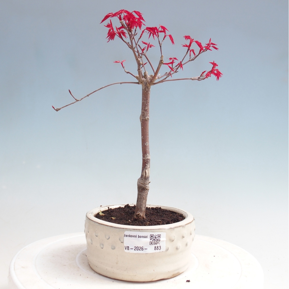 Venkovní bonsai - Javor dlanitolistý - Acer palmatum DESHOJO