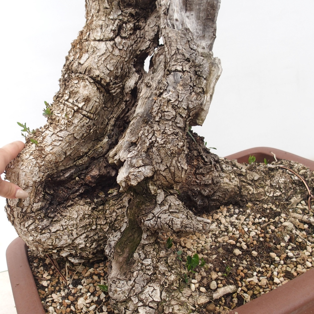 Pokojová bonsai - Olea europaea sylvestris -Oliva evropská drobnolistá