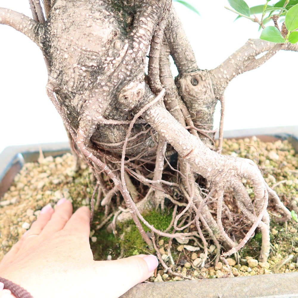 Pokojová bonsai - Ficus kimmen -  malolistý fíkus