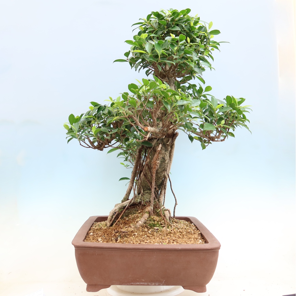 Pokojová bonsai - Ficus kimmen -  malolistý fíkus