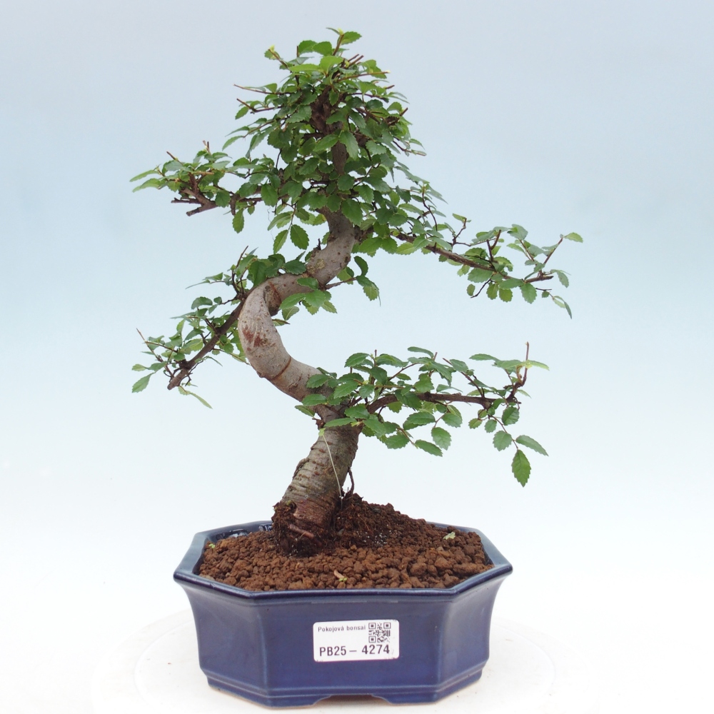 Pokojová bonsai - Ulmus parvifolia - Malolistý jilm