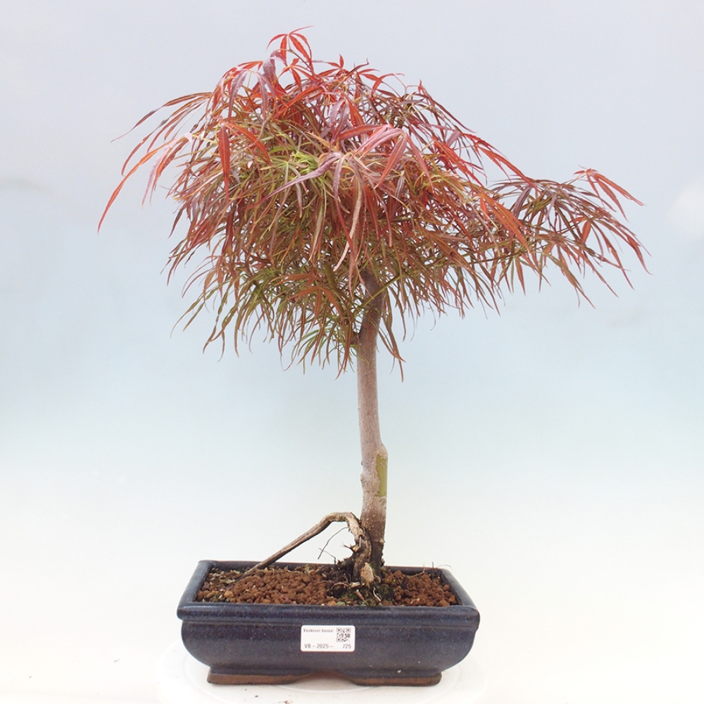 Venkovní bonsai - Javor dlanitolistý - Acer palmatum RED PYGMY