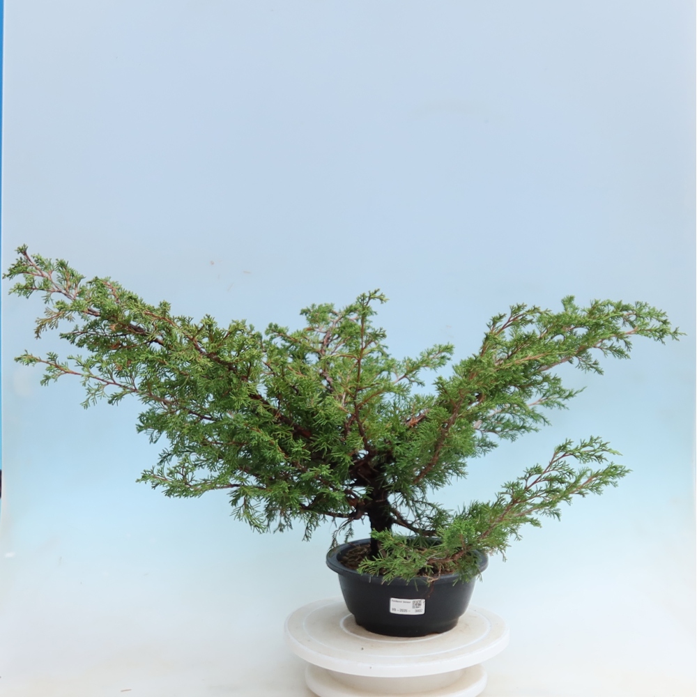 Venkovní bonsai - Juniperus chinensis Itoigawa - Jalovec čínský