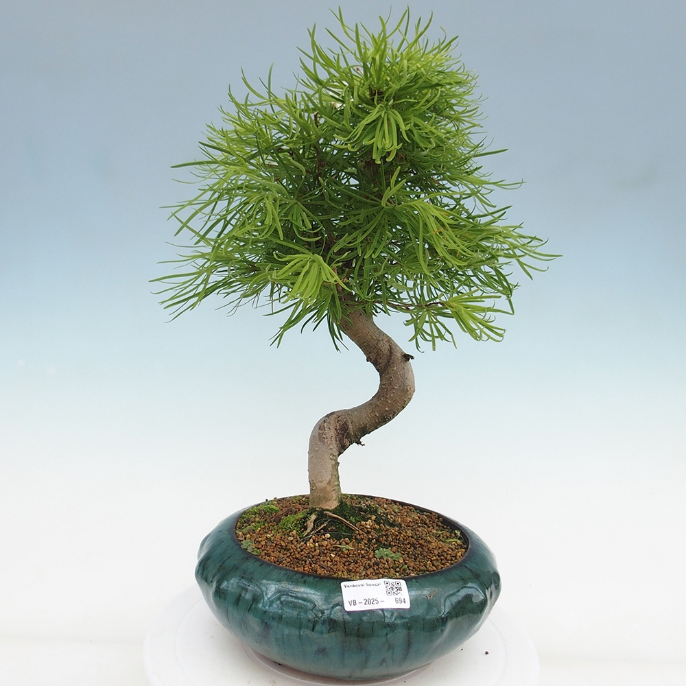 Venkovní bonsai - Pamodřín - Pseudolarix amabis