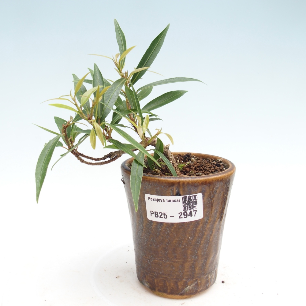 Pokojová bonsai - Ficus nerifolia -  malolistý fíkus