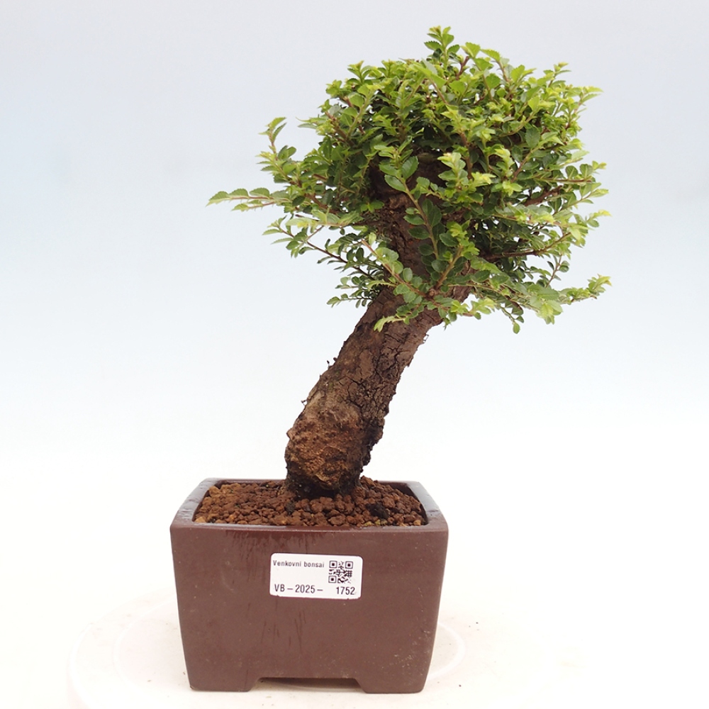 Venkovní bonsai - Ulmus parvifolia Hokkaido - jilm Činski